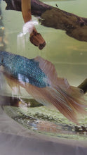 Load and play video in Gallery viewer, Male Halfmoon Betta
