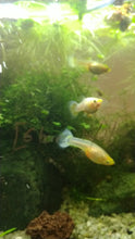 Load and play video in Gallery viewer, Platinum White Moscow Guppy 6 Fry Pack
