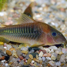 Load image into Gallery viewer, Gold Green Corydoras 3 Pack-Live Animals-Glass Grown-School of 3-Glass Grown Aquatics-Aquarium live fish plants, decor
