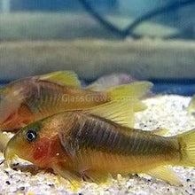 Load image into Gallery viewer, Gold Green Corydoras 3 Pack-Live Animals-Glass Grown-School of 3-Glass Grown Aquatics-Aquarium live fish plants, decor
