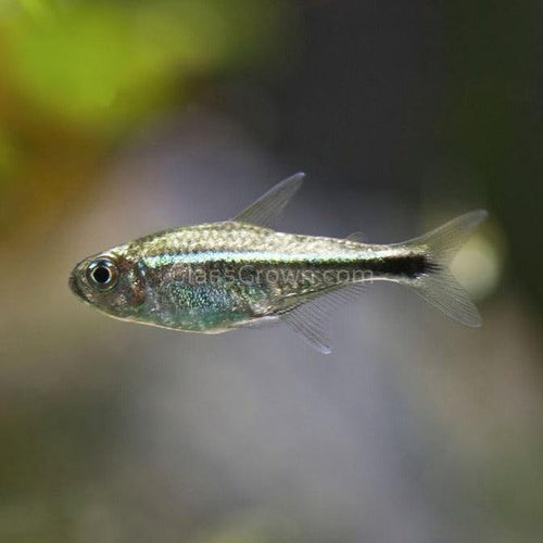 Tetras – Glass Grown Aquatics