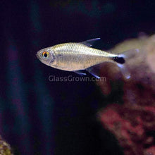 Load image into Gallery viewer, Gold Tetras 6 Pack-Live Animals-Glass Grown-School of 6-Glass Grown Aquatics-Aquarium live fish plants, decor

