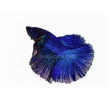 Load image into Gallery viewer, Male Halfmoon Betta-Live Animals-Glass Grown-Leave us your top three choices on Checkout! :)-Glass Grown Aquatics-Aquarium live fish plants, decor
