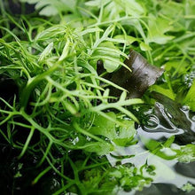 Load image into Gallery viewer, Broadleaf Water Sprite (Indian Fern)-Aquatic Plants-Glass Grown-Glass Grown Aquatics-Aquarium live fish plants, decor
