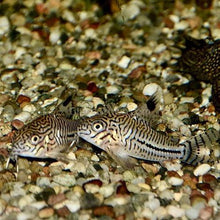 Load image into Gallery viewer, Threestripe Corydoras 3 Pack-Live Animals-Glass Grown-School of 3-Glass Grown Aquatics-Aquarium live fish plants, decor
