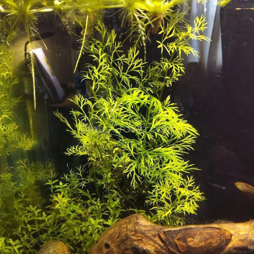 Lace Leaf Water Sprite (Indian Fern)-Aquatic Plants-Glass Grown-Glass Grown Aquatics-Aquarium live fish plants, decor