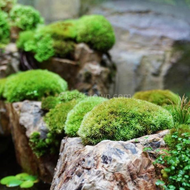 Grower's Choice Moss Plants 2 Inch Pot – Glass Grown Aquatics