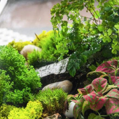 Grower's Choice Moss Plants 2 Inch Pot-Indoor & Outdoor Plants-Glass Grown-Glass Grown Aquatics-Aquarium live fish plants, decor
