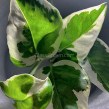 Load image into Gallery viewer, N Joy Pothos Rooted Stems or Pots-Plants-Glass Grown-Single Bare-Root Stem-Glass Grown Aquatics-Aquarium live fish plants, decor
