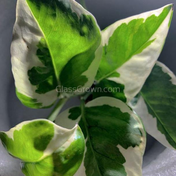 njoy pothos water N Joy Pothos Rooted Stems or Pots – Glass Grown Aquatics