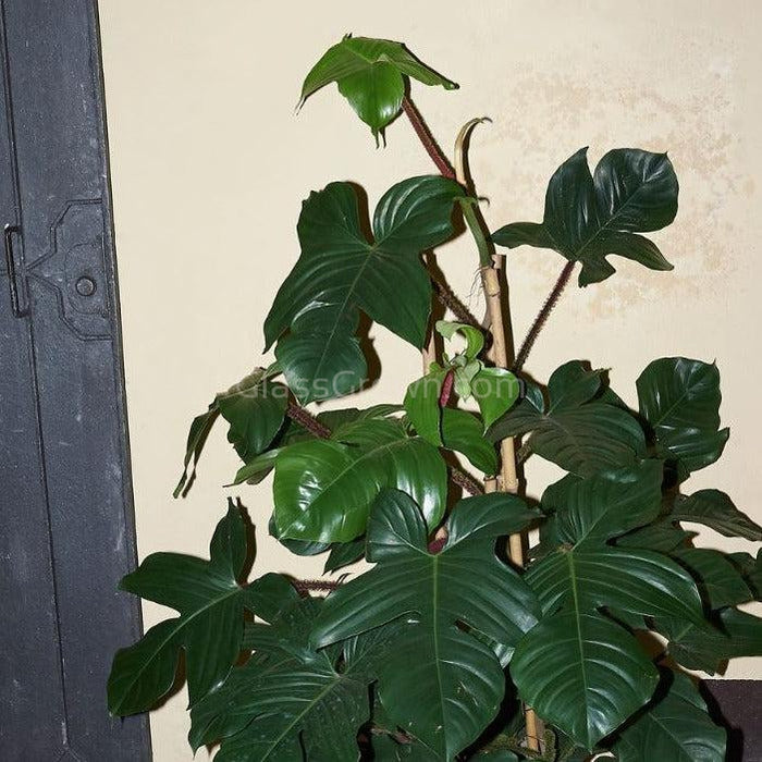 squamiferum philodendron Philodendron Squamiferum RARE Stems of Pots – Glass Grown Aquatics