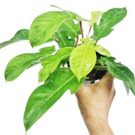 Philodendron Squamiferum RARE Stems of Pots-Potted Houseplants-Glass Grown-Single Bare-Root Stem-Glass Grown Aquatics-Aquarium live fish plants, decor