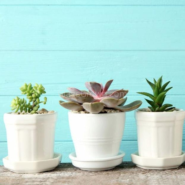 2 in succulent pots Succulent Plants 2" (3 Pots) – Glass Grown Aquatics