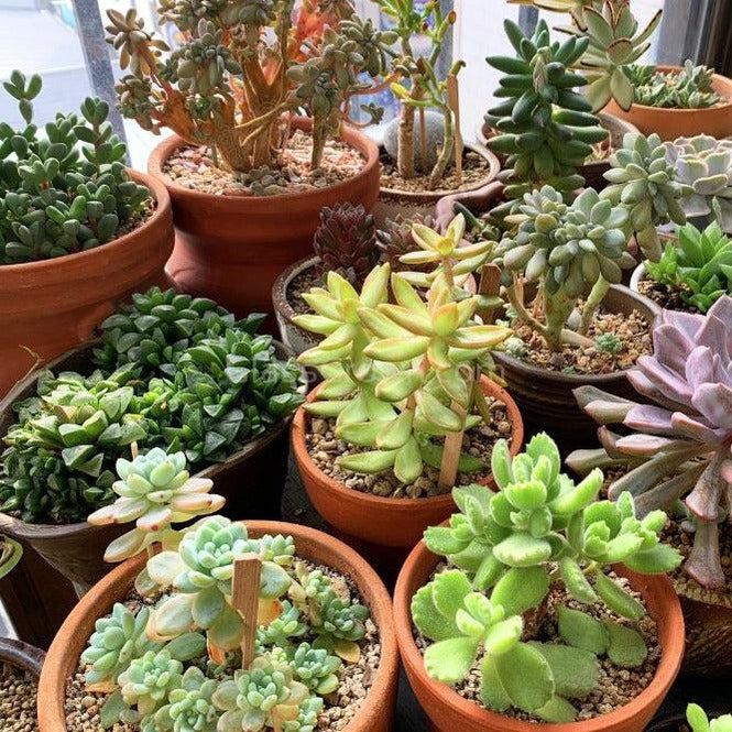 gallery of indoor succulents Succulent Plants 2" (3 Pots) – Glass Grown Aquatics