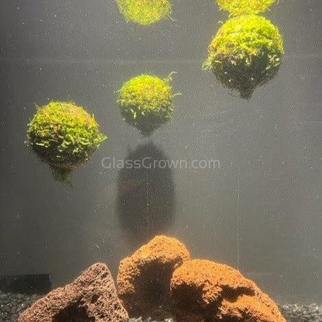 Java Moss Floating Ball – Glass Grown Aquatics