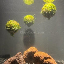Load image into Gallery viewer, Java Moss Floating Balls-Aquatic Plants-Glass Grown-2&quot;-Glass Grown Aquatics-Aquarium live fish plants, decor
